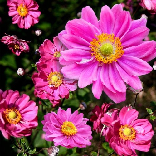 Anemone x hybrida 'Pamina' - Hübriidülane 'Pamina' P9/0,55L